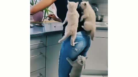 Kitten's climb their mom as They couldn't wait for food