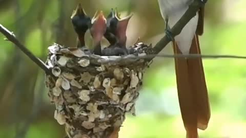 Magnificent Riflebird