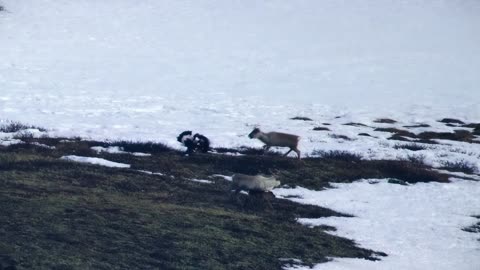 "The Wolf's Failed Chase: A Reindeer's Lucky Escape"