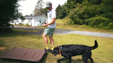 HOW I SAFELY TRAIN MY DOGS COMPLETELY OFF LEASH!