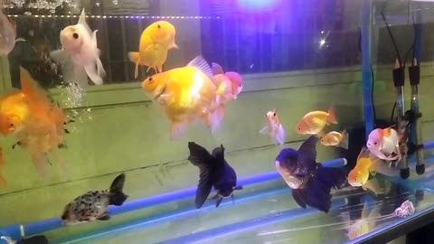 Adorable Goldfish at Night
