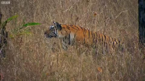 enborough - Tiger - Spy in the Jungle - BBC Earth_Cut