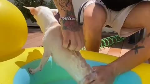 My Dog Love to Takes a 🚿 Bath🐕🐕🐕😌😌❤️🤩