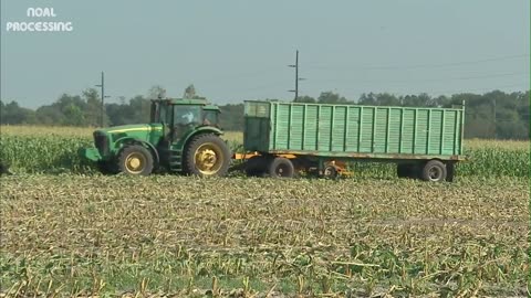 Amazing Agriculture Farm Tecnology - Life cycle of sweet corn Harvest and Processing
