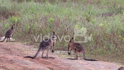 Kangaroos Engage In A Boxing Match Fighting Along