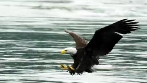 Eagle Catching A Fish