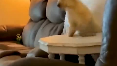 Funny dog videos and cat and more funny videos