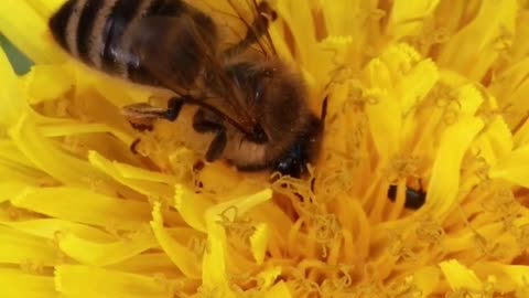 bees versus honey
