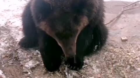 I miss you so much. Come and see me, Brown Bear