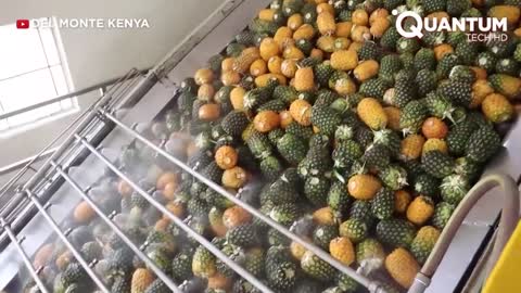 Harvesting the Most Delicious Pineapples in the World | Exotic Fruit Plantation