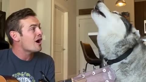 Husky dog sings "I'm yours" by Jason Mraz