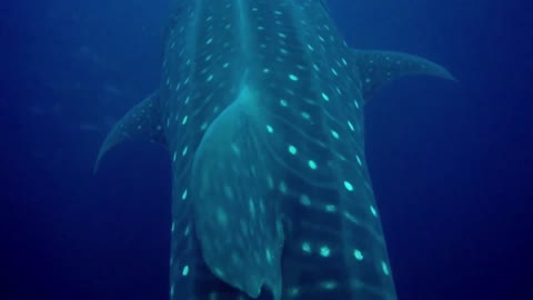 Massive whale shark swims right over scuba divers