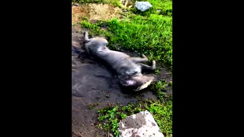 The dog bathes in the mud, the owner is in complete shock