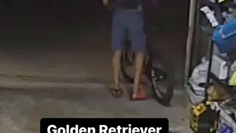 The Heartwarming Tale of a Golden Retriever Befriending a Suspect in San Diego Bike Theft