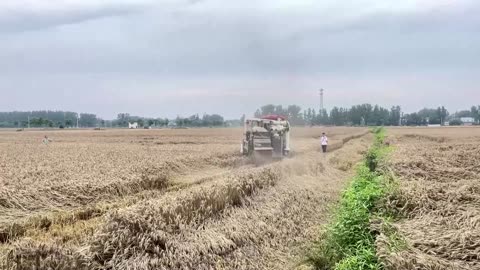 China’s wheat farmers reel from heavy rains, crop loss