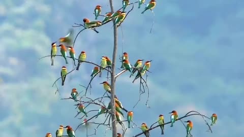 Lovebirds standing on a tree
