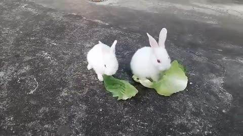 Cute baby rabbits