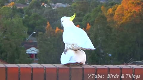 Sweet and Funny Cockatoo Love - Unedited Version