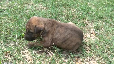 cute puppy walking