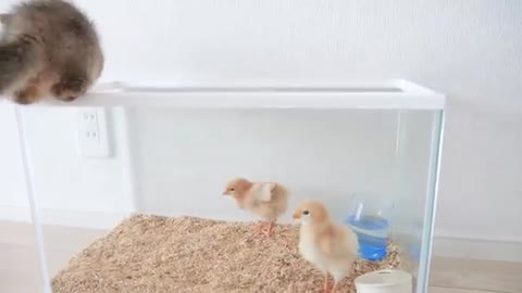 Kitten Kiki didn't want to part with the chicks, so she did something unexpected