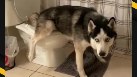 Dog pooping