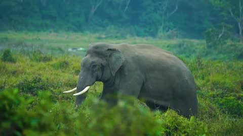 Different wild animals tiger, elephant and rhinos are captured #nature