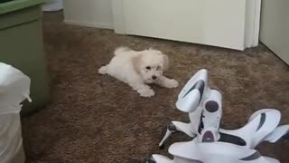 Dog (puppy) vs Robot roboquad dog