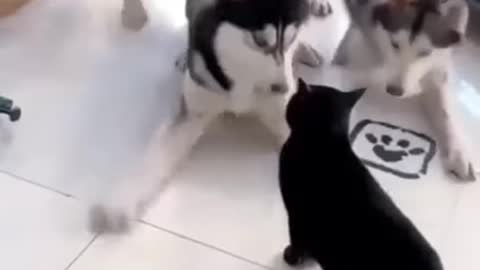 Cat vs Husky.. wait for the end😂