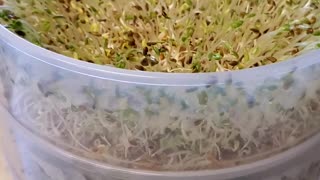 Making alfalfa sprouts! Part #8 (Day Five)