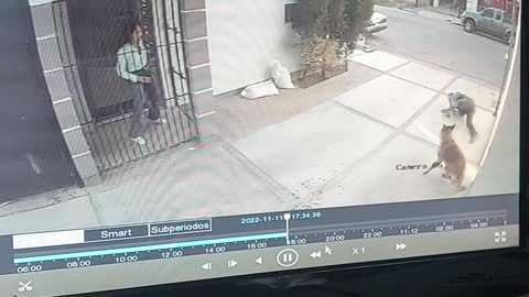 Guy Chasing a Dog Trips Over it as it Stops