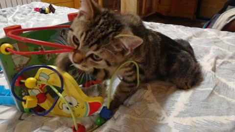 Кот и игрушки