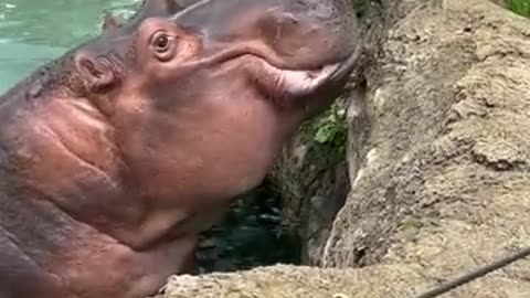 Hungry hippos injoy food eating #viralvideos