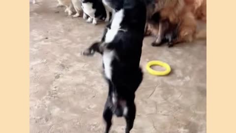 Funny Dog dance video