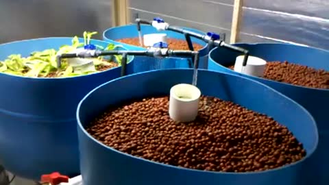 Aquaponics System for Demonstration