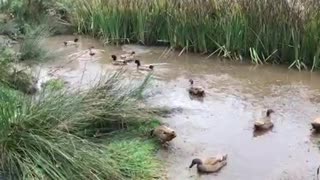 British homestead raising happy Welsh Ducks