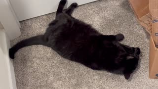 Adopting a Cat from a Shelter Vlog - Cute Precious Piper Does Her Morning Stretches