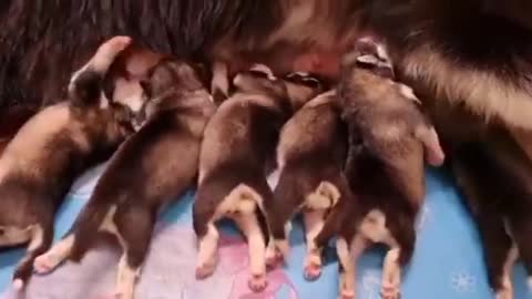 Cute Puppies Are Breastfeeding, viral dog, farm dog #rumble