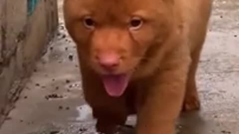 The cattiest dog you’ll ever see @ 2023 viral video
