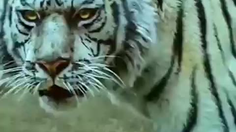 Angry Tiger