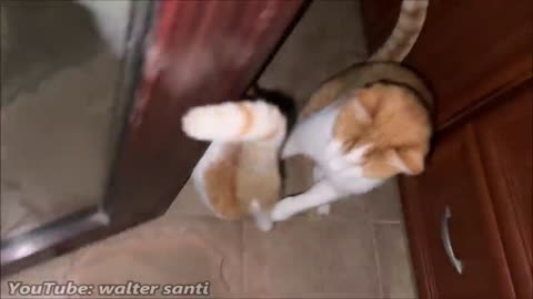 Cats Doing A Mini Race Whenever It_s Mealtime _