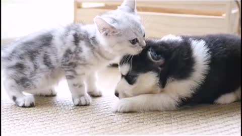 Precious kitten lovingly gives kisses to puppy best friend