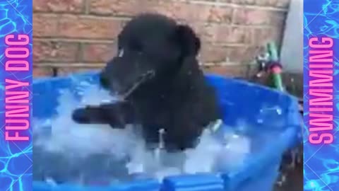 funny Dog swimming