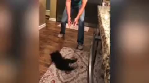 Cat loves to play dead with it's owner