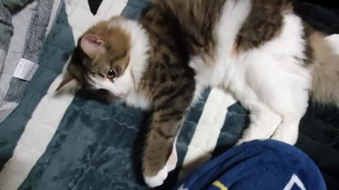 Cat Forps bites his owner's hand to check his mood
