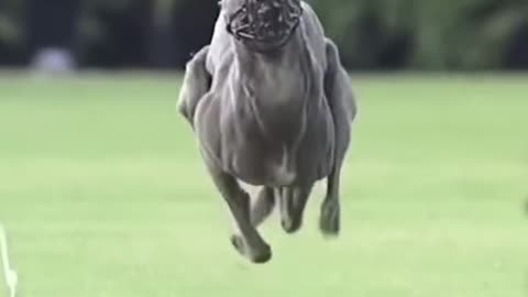 Fastest Dog Ever