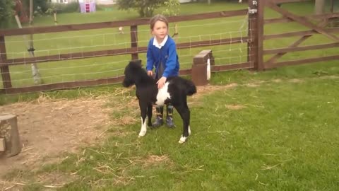 newborn miniature shetland foal gets friendly with young children!