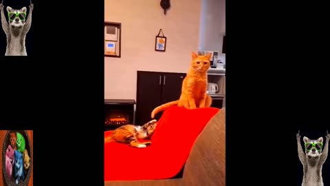 Funny Animal Videos 2023