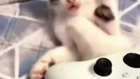 Best Funny Cats Caught on Cam 😂