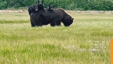 Grizzly Bear with Cubs !!!!