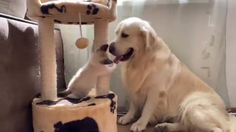 Golden Retriever and Kitten Play as Best Friends!